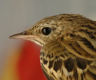 Tree Pipit, Sundre